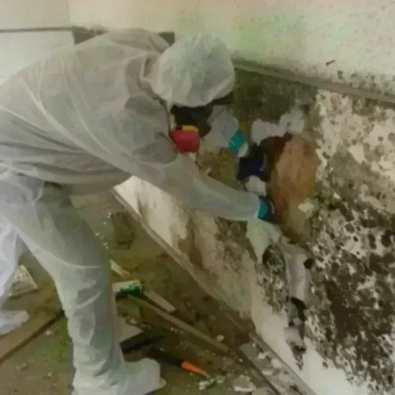 Mold Remediation and Removal in Jackson Parish, LA